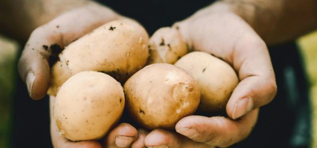 bunch of potatoes by JESHOOTS.COM courtesy of Unsplash.